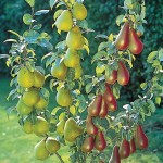 dwarf pear tree 2 types