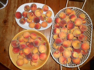Peach Harvest 2013 from Spring planted trees!
