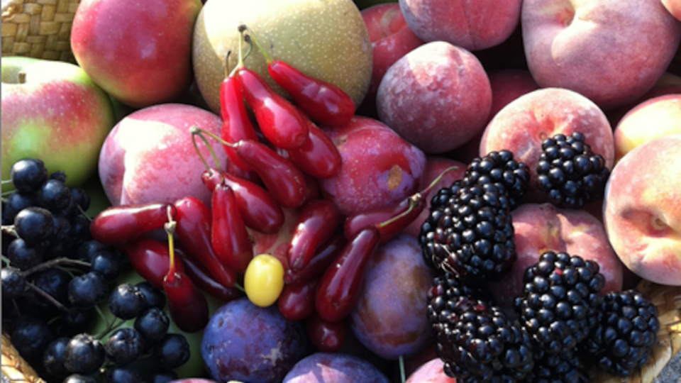 fruit, harvest, forest garden, apples, peaches, blackberries, huckleberries