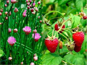 Permaculture Plants - Groundcovers, Fungi @ The Resiliency Institute | Naperville | Illinois | United States