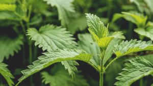 Bioregional Herbalism Course Stinging Nettles