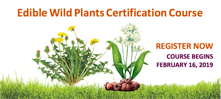 edible-wild-plants-course-registration-open-Resiliency-Institute