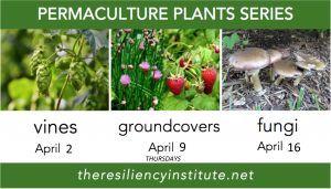 Permaculture Plants - Vines, Groundcovers, Fungi @ The Resiliency Institute | Naperville | Illinois | United States